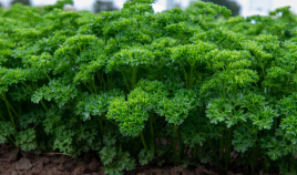 Насіння петрушки Катінка / Katinka купити оптом і в роздріб в Україні за вигідною ціною