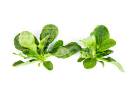 Насіння салату Вейрон / Veyron купити оптом і в роздріб в Україні за вигідною ціною