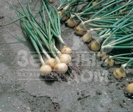 Лук репчатый Свифт / Swift,270-280 дней купить оптом и в розницу в Украине по выгодной цене