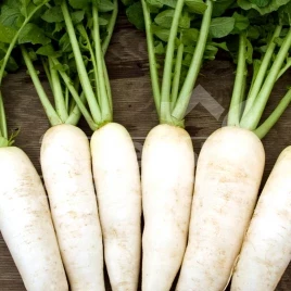 Семена редиса Вайт Фанг F1 / White Fang F1 купить оптом и в розницу в Украине по выгодной цене