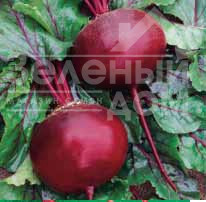 Насіння буряка Кадет / Kadet купити оптом і в роздріб в Україні за вигідною ціною