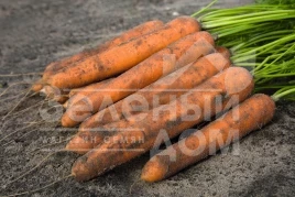 Семена моркови Ниланд F1 / Niland F1,131 день купить оптом и в розницу в Украине по выгодной цене