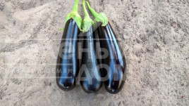 Насіння баклажанів Дестан F1 / Destan F1,85-95 днів купити оптом і в роздріб в Україні за вигідною ціною