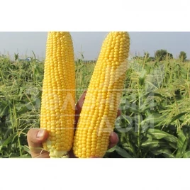 Семена кукурузы ГСС5649 F1 / GSS5649 F1,78 дней купить оптом и в розницу в Украине по выгодной цене
