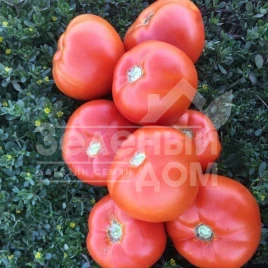 Семена томатов 1801 F1 / 1801 F1,100-105 дней  купить оптом и в розницу в Украине по выгодной цене
