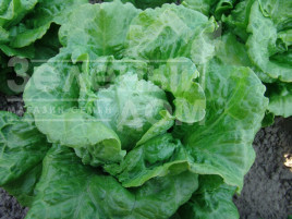 Насіння салату Галандер / Galander купити оптом і в роздріб в Україні за вигідною ціною