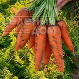 Насіння моркви Йорк F1 / York F1, 95 днів купити оптом і в роздріб в Україні за вигідною ціною