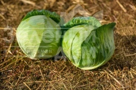 Семена капусты белокочанной Лотто F1 / Lotto F1, 95-110 дней купить оптом и в розницу в Украине по выгодной цене