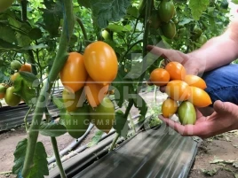 Семена томатов ТС 02-0477 F1 / TS 02-0477 F1 купить оптом и в розницу в Украине по выгодной цене