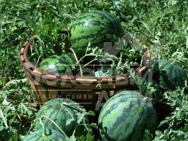 Семена арбуза Сид Зеро F1 / Seed Zero F1 купить оптом и в розницу в Украине по выгодной цене