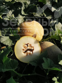 Насіння дині Дайана (INX 1097) F1 / Dayana (INX 1097) F1,62 днів купити оптом і в роздріб в Україні за вигідною ціною