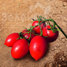 Насіння томатів Твіт F1 / Tvit F1, 62-67 днів купити оптом і в роздріб в Україні за вигідною ціною