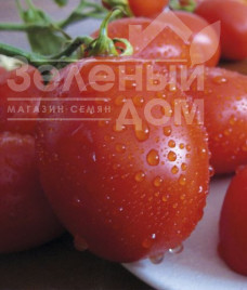 Насіння томатів Санні F1 / Sanni F1,110 днів купити оптом і в роздріб в Україні за вигідною ціною