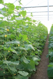 Семена огурцов Балинт F1 / Balinte F1 купить оптом и в розницу в Украине по выгодной цене