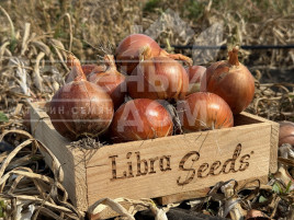 Цибуля ріпчаста 005 F1 / 005 F1, 100-105 днів купити оптом і в роздріб в Україні за вигідною ціною