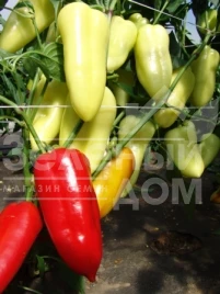 Семена сладкого перца Шарон F1 / Sharon F1 купить оптом и в розницу в Украине по выгодной цене