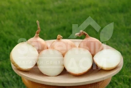 Лук репчатый Кенди F1 / Candy F1,87–92 дня купить оптом и в розницу в Украине по выгодной цене