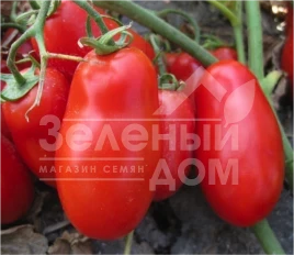 Семена томатов Флендер F1 / Flender F1 купить оптом и в розницу в Украине по выгодной цене