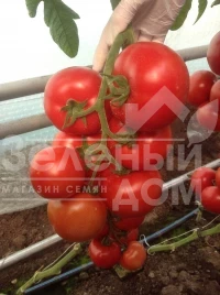 Семена томатов Зульфия F1 / Zulfia F1,105-115 дней купить оптом и в розницу в Украине по выгодной цене