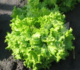 Семена салата Фанли F1 / Funly F1 купить оптом и в розницу в Украине по выгодной цене