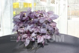 Семена базилика Рози / Rozi купить оптом и в розницу в Украине по выгодной цене