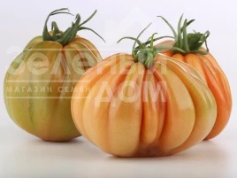 Семена томатов Таркюто F1 / Tarquito F1 купить оптом и в розницу в Украине по выгодной цене