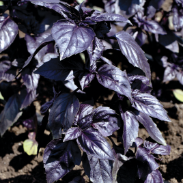 Насіння базиліка Гранд Перпл Верт / Grand Purple Vert купити оптом і в роздріб в Україні за вигідною ціною