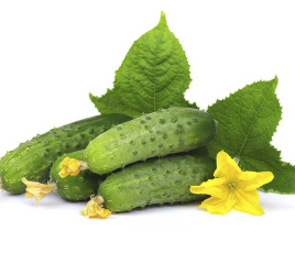 Насіння огірків Баронет F1 / Baronet F1,35-40 днів купити оптом і в роздріб в Україні за вигідною ціною