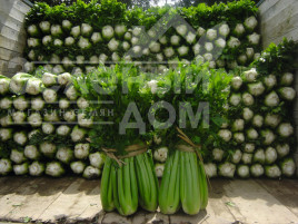 Насіння селери Танго / Tango,80 днів купити оптом і в роздріб в Україні за вигідною ціною