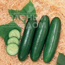 Семена огурцов Зена F1 / Zena F1, 38-42 дня купить оптом и в розницу в Украине по выгодной цене