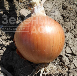 Цибуля ріпчаста Ранко F1 / Ranko F1 купити оптом і в роздріб в Україні за вигідною ціною