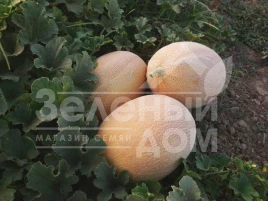 Семена дыни Лукстар F1 / Lookstar F1,65-70 дней купить оптом и в розницу в Украине по выгодной цене