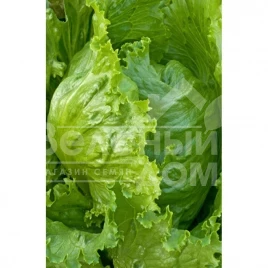 Семена салата Форестер / Forrester,45-47 дней купить оптом и в розницу в Украине по выгодной цене
