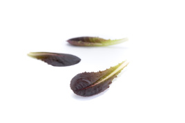 Насіння салату Дзенарді / Zanardi  купити оптом і в роздріб в Україні за вигідною ціною