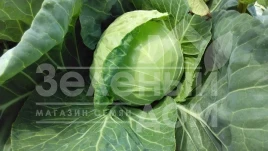 Семена капусты белокочанной Нозоми F1 / Nozomi F1,55-58 дней купить оптом и в розницу в Украине по выгодной цене