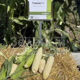 Семена кукурузы Гласиал F1 / Glasial F1,76-77 дней  купить оптом и в розницу в Украине по выгодной цене