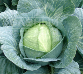 Насіння капусти білокачанної Корсума F1 / Korsuma F1,100-110 днів купити оптом і в роздріб в Україні за вигідною ціною