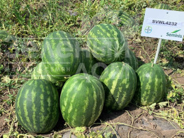 Насіння кавуна Грін Джар F1 / Green Jar F1, 60-65 днів купити оптом і в роздріб в Україні за вигідною ціною