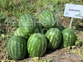 Насіння кавуна Грін Джар F1 / Green Jar F1, 60-65 днів купити оптом і в роздріб в Україні за вигідною ціною
