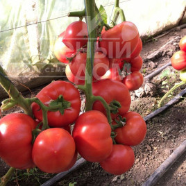 Насіння томатів Роялпінк F1 / Royalpink F1 купити оптом і в роздріб в Україні за вигідною ціною