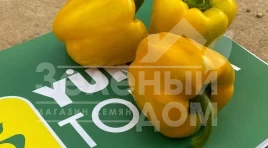 Семена сладкого перца Дениз F1 / Deniz F1,68-72 дней купить оптом и в розницу в Украине по выгодной цене