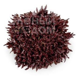 Насіння салату Вінтекс / Wintex купити оптом і в роздріб в Україні за вигідною ціною