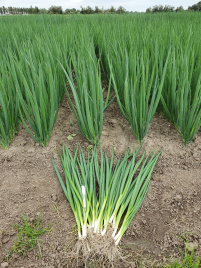 Цибуля на перо Тотем / Totem купити оптом і в роздріб в Україні за вигідною ціною