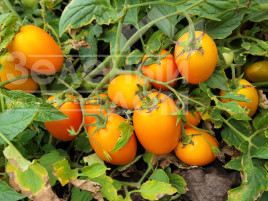 Насіння томатів Оранж Плам F1 / Orange Plam,100 днів купити оптом і в роздріб в Україні за вигідною ціною