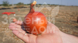 Цибуля ріпчаста Голд Стар F1 / Gold Star F1, 120-125 днів купити оптом і в роздріб в Україні за вигідною ціною