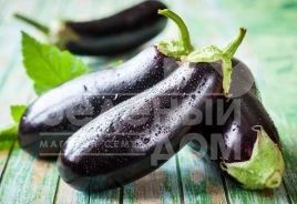 Семена баклажана Алмаз / Almaz купить оптом и в розницу в Украине по выгодной цене