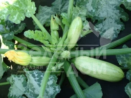 Семена кабачков Ванда / Vanda,37-48 дней купить оптом и в розницу в Украине по выгодной цене