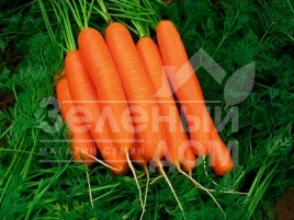 Семена моркови Дейлянс F1 / Deylyans F1, 120 дней купить оптом и в розницу в Украине по выгодной цене