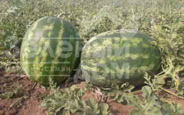 Насіння кавуна Міракл F1 / Miracle F1,58-60 днів купити оптом і в роздріб в Україні за вигідною ціною