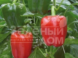 Семена сладкого перца Драгони F1 / Dragoni F1 купить оптом и в розницу в Украине по выгодной цене